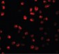 ARHGAP18 Antibody (C-Terminus)
